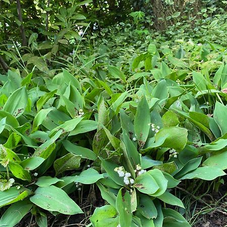 De Springop Villa Eefde Ngoại thất bức ảnh